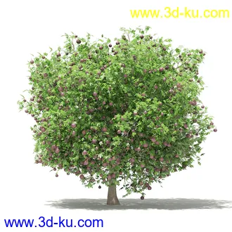 果树模型合集,梨树,橘子树,橙树,枣树,芒果树,柚树等常见的果树模型60个的图片