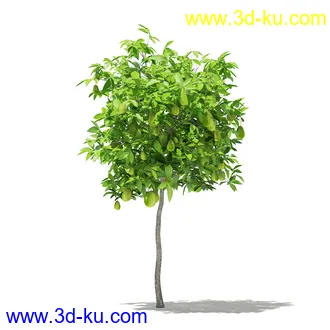 果树模型合集,梨树,橘子树,橙树,枣树,芒果树,柚树等常见的果树模型60个的图片5