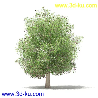 果树模型合集,梨树,橘子树,橙树,枣树,芒果树,柚树等常见的果树模型60个的图片6