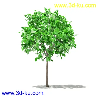 果树模型合集,梨树,橘子树,橙树,枣树,芒果树,柚树等常见的果树模型60个的图片7