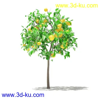 果树模型合集,梨树,橘子树,橙树,枣树,芒果树,柚树等常见的果树模型60个的图片8