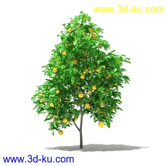 果树模型合集,梨树,橘子树,橙树,枣树,芒果树,柚树等常见的果树模型60个的图片9