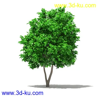 果树模型合集,梨树,橘子树,橙树,枣树,芒果树,柚树等常见的果树模型60个的图片10