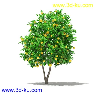 果树模型合集,梨树,橘子树,橙树,枣树,芒果树,柚树等常见的果树模型60个的图片11