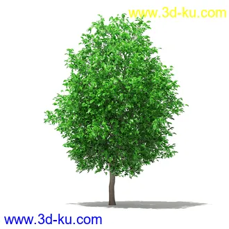 果树模型合集,梨树,橘子树,橙树,枣树,芒果树,柚树等常见的果树模型60个的图片12