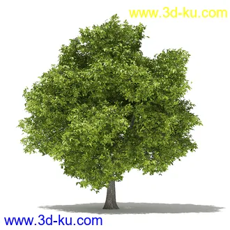 果树模型合集,梨树,橘子树,橙树,枣树,芒果树,柚树等常见的果树模型60个的图片13