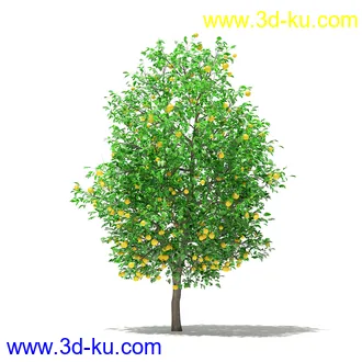 果树模型合集,梨树,橘子树,橙树,枣树,芒果树,柚树等常见的果树模型60个的图片14