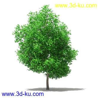 果树模型合集,梨树,橘子树,橙树,枣树,芒果树,柚树等常见的果树模型60个的图片15