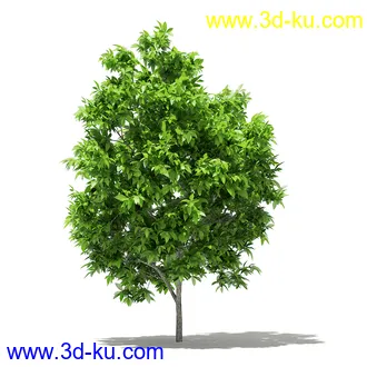 果树模型合集,梨树,橘子树,橙树,枣树,芒果树,柚树等常见的果树模型60个的图片16