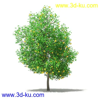 果树模型合集,梨树,橘子树,橙树,枣树,芒果树,柚树等常见的果树模型60个的图片17