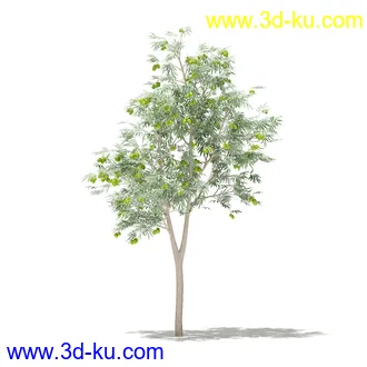 果树模型合集,梨树,橘子树,橙树,枣树,芒果树,柚树等常见的果树模型60个的图片19