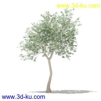 果树模型合集,梨树,橘子树,橙树,枣树,芒果树,柚树等常见的果树模型60个的图片20