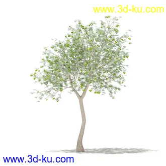 果树模型合集,梨树,橘子树,橙树,枣树,芒果树,柚树等常见的果树模型60个的图片21