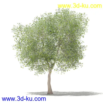 果树模型合集,梨树,橘子树,橙树,枣树,芒果树,柚树等常见的果树模型60个的图片23