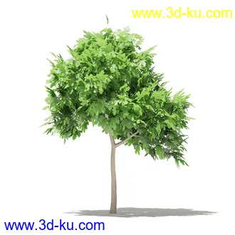 果树模型合集,梨树,橘子树,橙树,枣树,芒果树,柚树等常见的果树模型60个的图片24