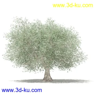 果树模型合集,梨树,橘子树,橙树,枣树,芒果树,柚树等常见的果树模型60个的图片25