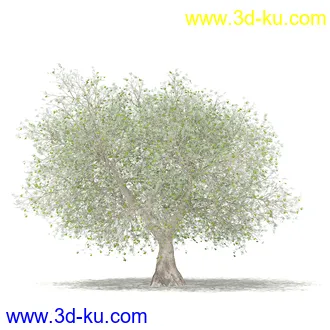 果树模型合集,梨树,橘子树,橙树,枣树,芒果树,柚树等常见的果树模型60个的图片26