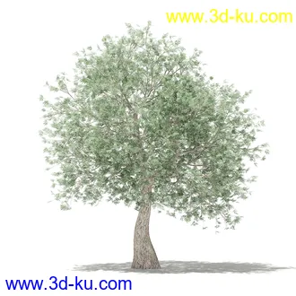 果树模型合集,梨树,橘子树,橙树,枣树,芒果树,柚树等常见的果树模型60个的图片27