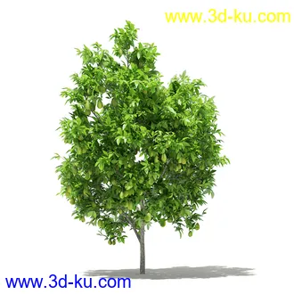 果树模型合集,梨树,橘子树,橙树,枣树,芒果树,柚树等常见的果树模型60个的图片28
