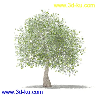 果树模型合集,梨树,橘子树,橙树,枣树,芒果树,柚树等常见的果树模型60个的图片29