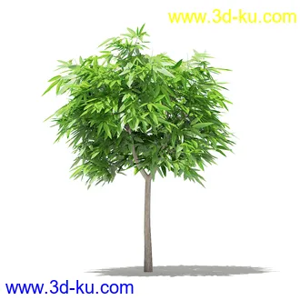 果树模型合集,梨树,橘子树,橙树,枣树,芒果树,柚树等常见的果树模型60个的图片30