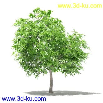 果树模型合集,梨树,橘子树,橙树,枣树,芒果树,柚树等常见的果树模型60个的图片32