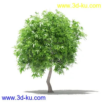 果树模型合集,梨树,橘子树,橙树,枣树,芒果树,柚树等常见的果树模型60个的图片34