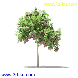 果树模型合集,梨树,橘子树,橙树,枣树,芒果树,柚树等常见的果树模型60个的图片35