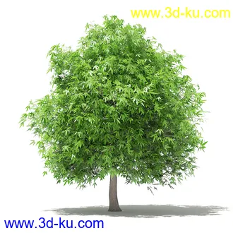 果树模型合集,梨树,橘子树,橙树,枣树,芒果树,柚树等常见的果树模型60个的图片37