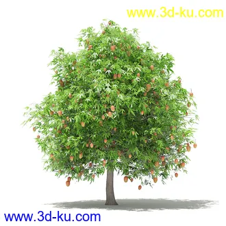 果树模型合集,梨树,橘子树,橙树,枣树,芒果树,柚树等常见的果树模型60个的图片38