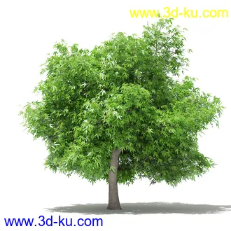 果树模型合集,梨树,橘子树,橙树,枣树,芒果树,柚树等常见的果树模型60个的图片39