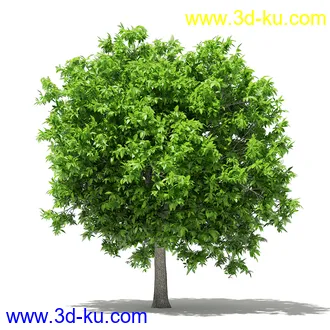 果树模型合集,梨树,橘子树,橙树,枣树,芒果树,柚树等常见的果树模型60个的图片40