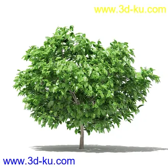 果树模型合集,梨树,橘子树,橙树,枣树,芒果树,柚树等常见的果树模型60个的图片42