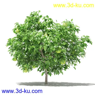 果树模型合集,梨树,橘子树,橙树,枣树,芒果树,柚树等常见的果树模型60个的图片43