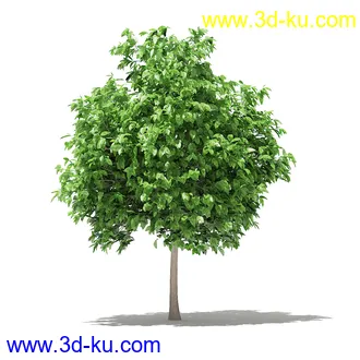 果树模型合集,梨树,橘子树,橙树,枣树,芒果树,柚树等常见的果树模型60个的图片44