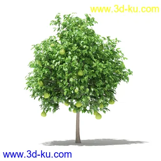 果树模型合集,梨树,橘子树,橙树,枣树,芒果树,柚树等常见的果树模型60个的图片45