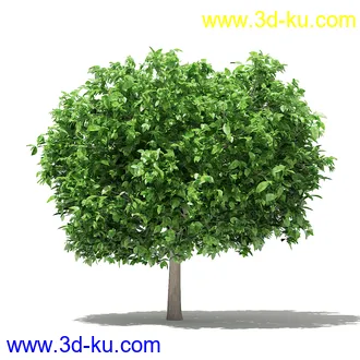 果树模型合集,梨树,橘子树,橙树,枣树,芒果树,柚树等常见的果树模型60个的图片47