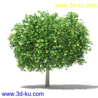 果树模型合集,梨树,橘子树,橙树,枣树,芒果树,柚树等常见的果树模型60个的图片48