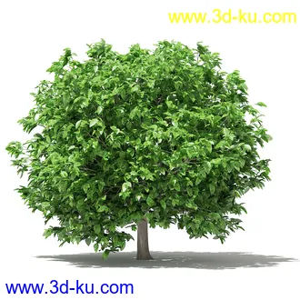 果树模型合集,梨树,橘子树,橙树,枣树,芒果树,柚树等常见的果树模型60个的图片49