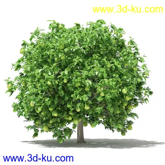 果树模型合集,梨树,橘子树,橙树,枣树,芒果树,柚树等常见的果树模型60个的图片50