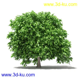 果树模型合集,梨树,橘子树,橙树,枣树,芒果树,柚树等常见的果树模型60个的图片51