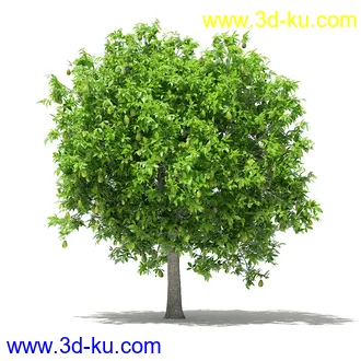 果树模型合集,梨树,橘子树,橙树,枣树,芒果树,柚树等常见的果树模型60个的图片52