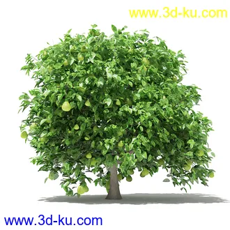 果树模型合集,梨树,橘子树,橙树,枣树,芒果树,柚树等常见的果树模型60个的图片53