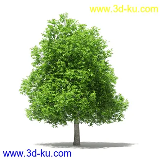 果树模型合集,梨树,橘子树,橙树,枣树,芒果树,柚树等常见的果树模型60个的图片54