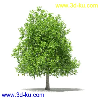 果树模型合集,梨树,橘子树,橙树,枣树,芒果树,柚树等常见的果树模型60个的图片55