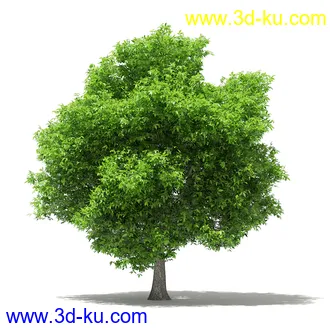 果树模型合集,梨树,橘子树,橙树,枣树,芒果树,柚树等常见的果树模型60个的图片56