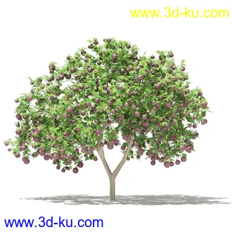 果树模型合集,梨树,橘子树,橙树,枣树,芒果树,柚树等常见的果树模型60个的图片57