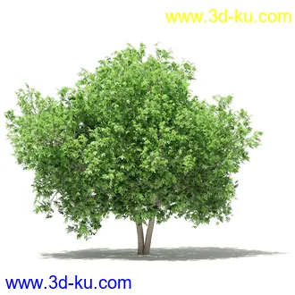 果树模型合集,梨树,橘子树,橙树,枣树,芒果树,柚树等常见的果树模型60个的图片58