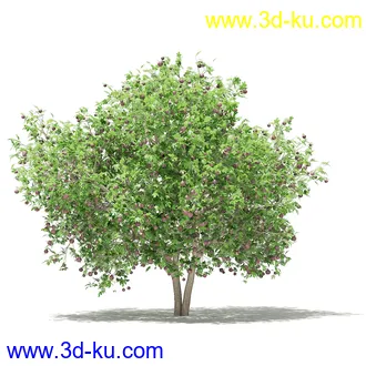 果树模型合集,梨树,橘子树,橙树,枣树,芒果树,柚树等常见的果树模型60个的图片59