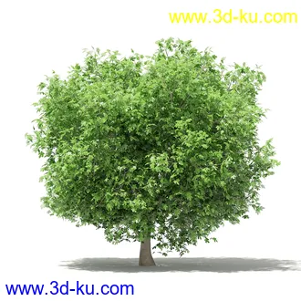 果树模型合集,梨树,橘子树,橙树,枣树,芒果树,柚树等常见的果树模型60个的图片60